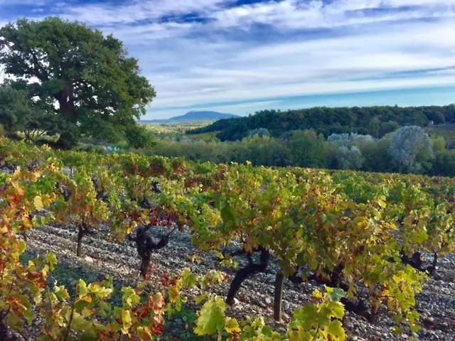 Le Clos De La Tuiliere *
